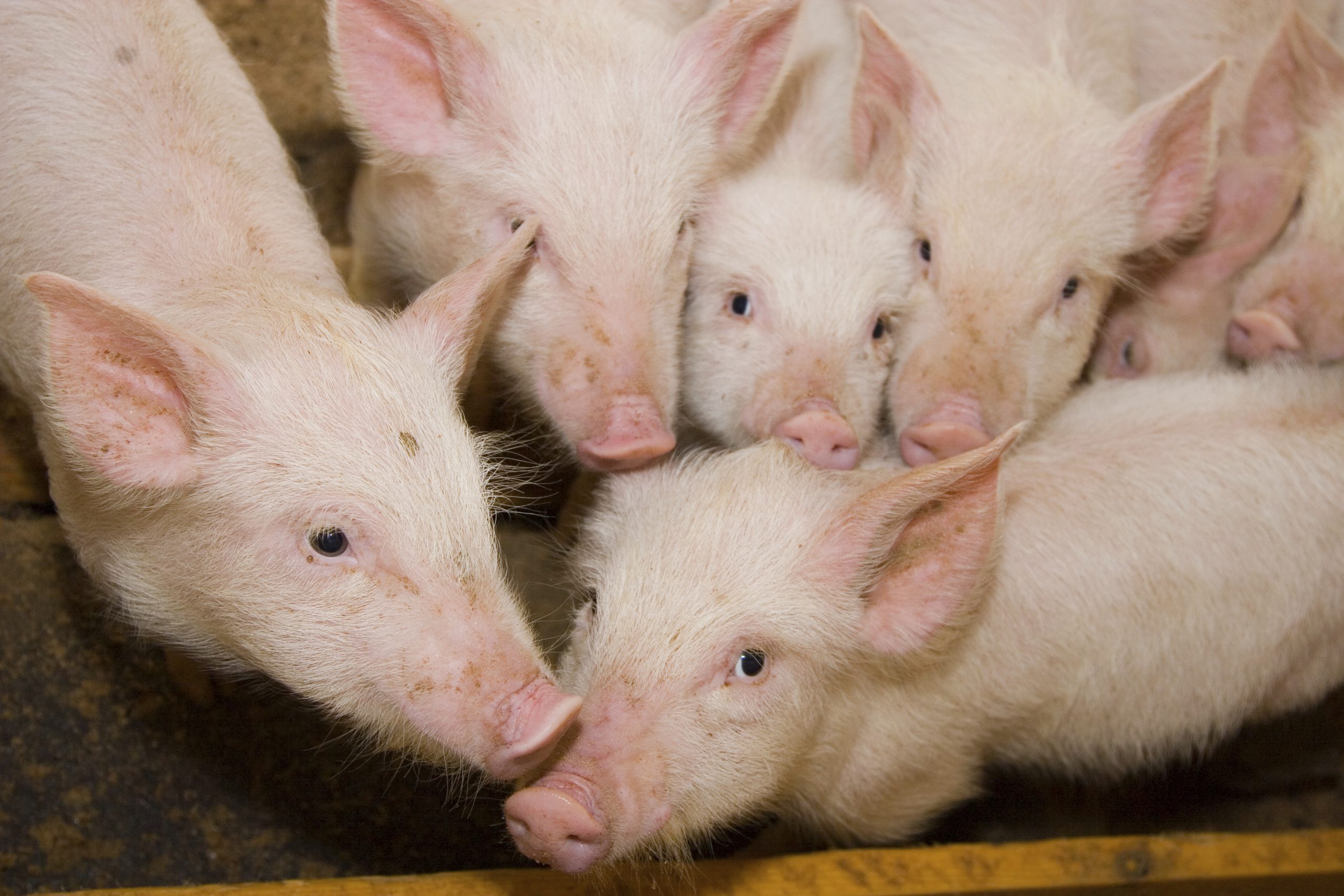 Canola Meal Feeding Guide - Swine