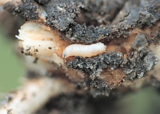 Cabbage root maggot-larva