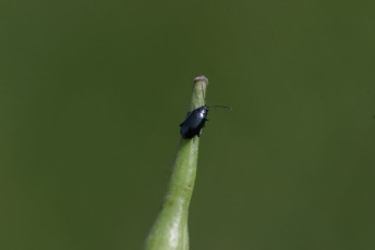 Flea beetle crucifer adult