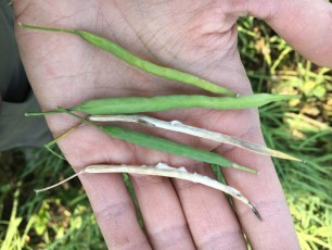 Sclerotinia infected pods