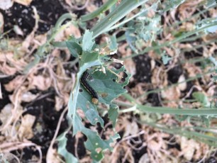 Bertha armyworm and leaf damage