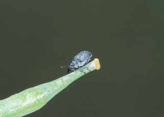 Cabbage seedpod weevil