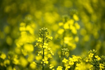 Canola flowers in bloom closeup