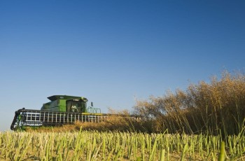 A combine harvests standing canola, Manitoba, Canada