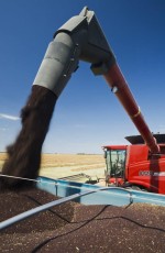A combine augers canola into a farm truck, Manitoba, Canada
