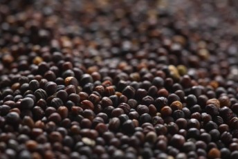 Canola seeds close up