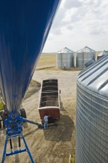 Unloading canola into a grain bin for on-farm storage, Manitoba, Canada
