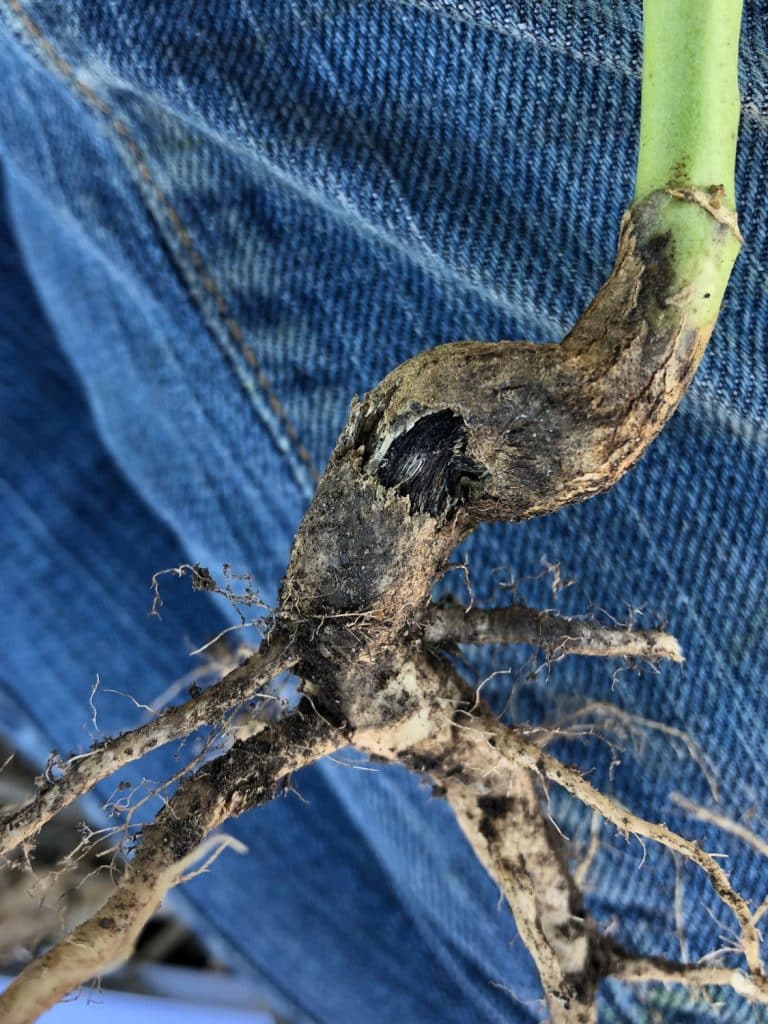 blackleg canker