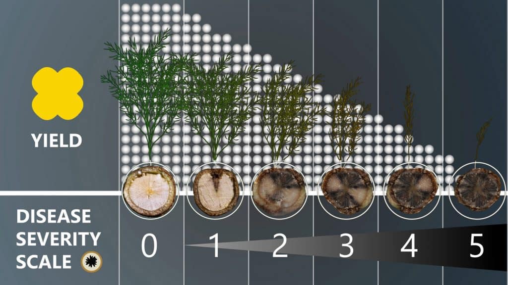 Blackleg disease severity scale
Blackleg disease severity scale