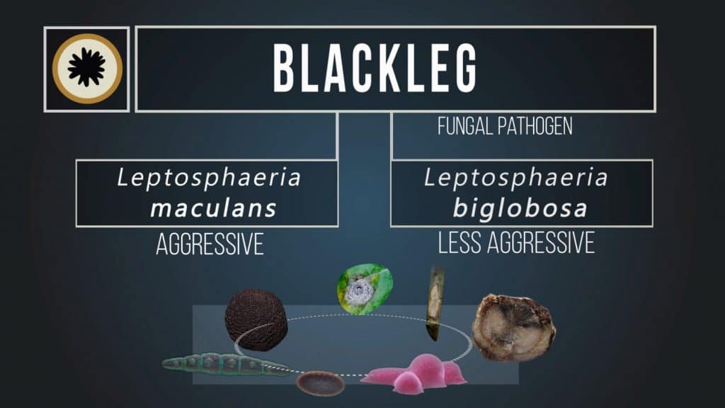 Blackleg fungal pathogens