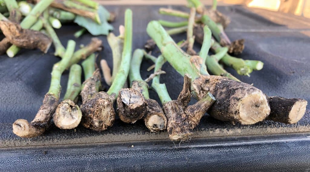 Blackleg- infected canola stems