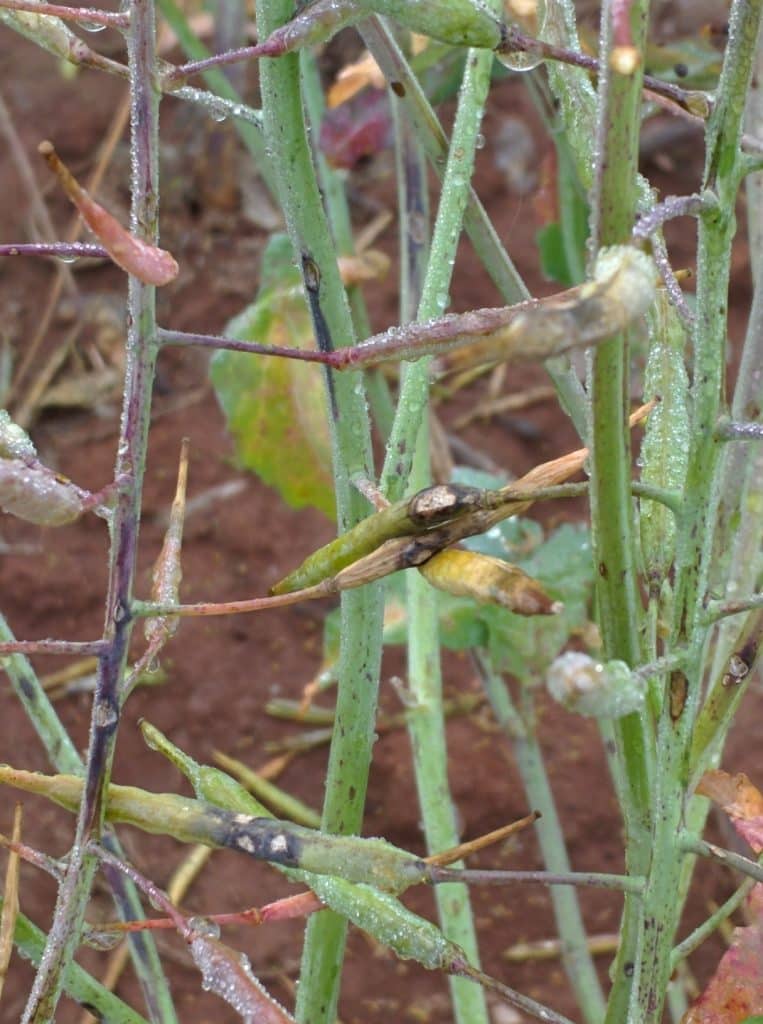 Blackleg pod infection