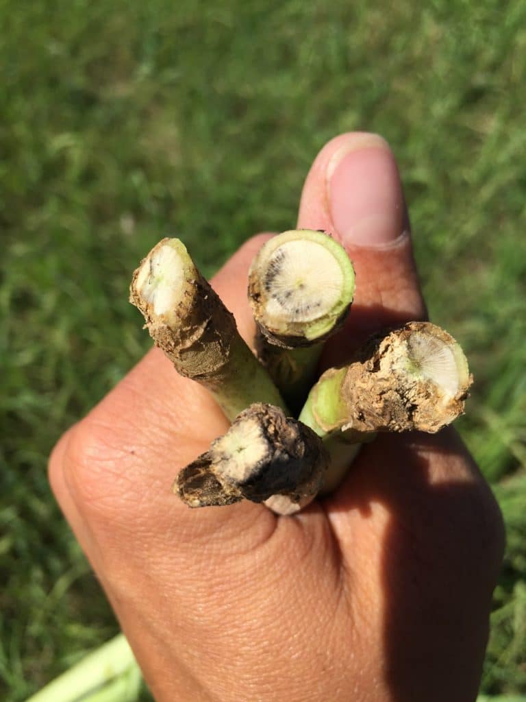 Blackleg stem infection