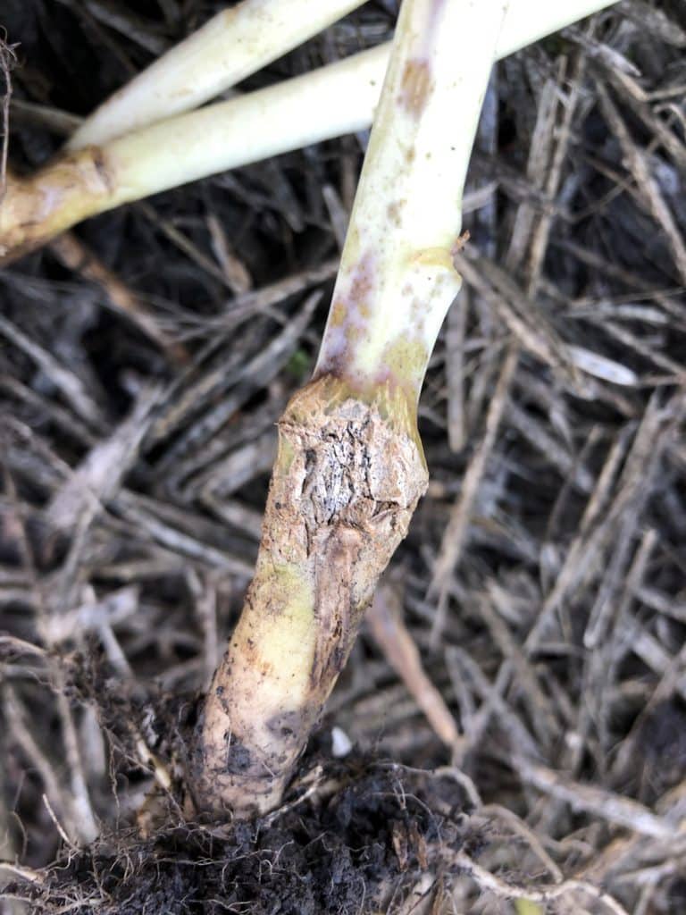 blackleg symptom in canola