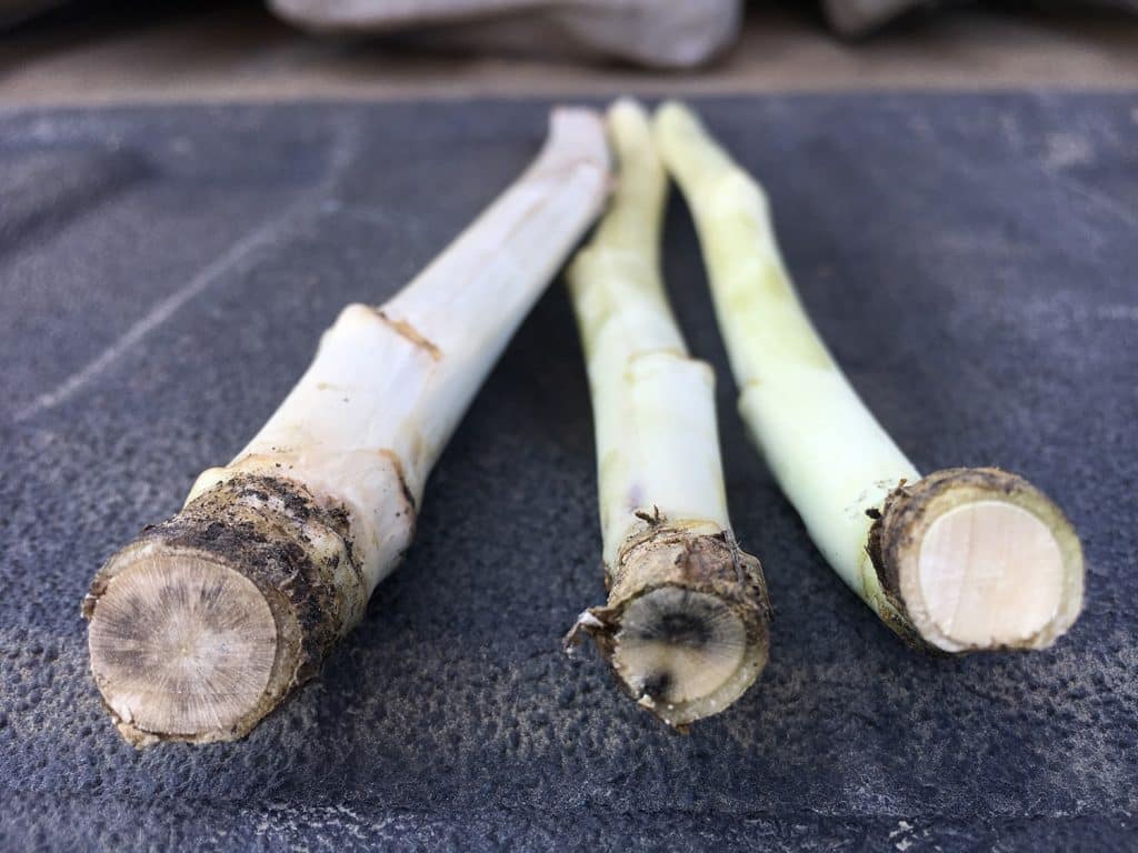 Canola stems with verticillium stripe (left) blackleg (middle) and healthy (right)
