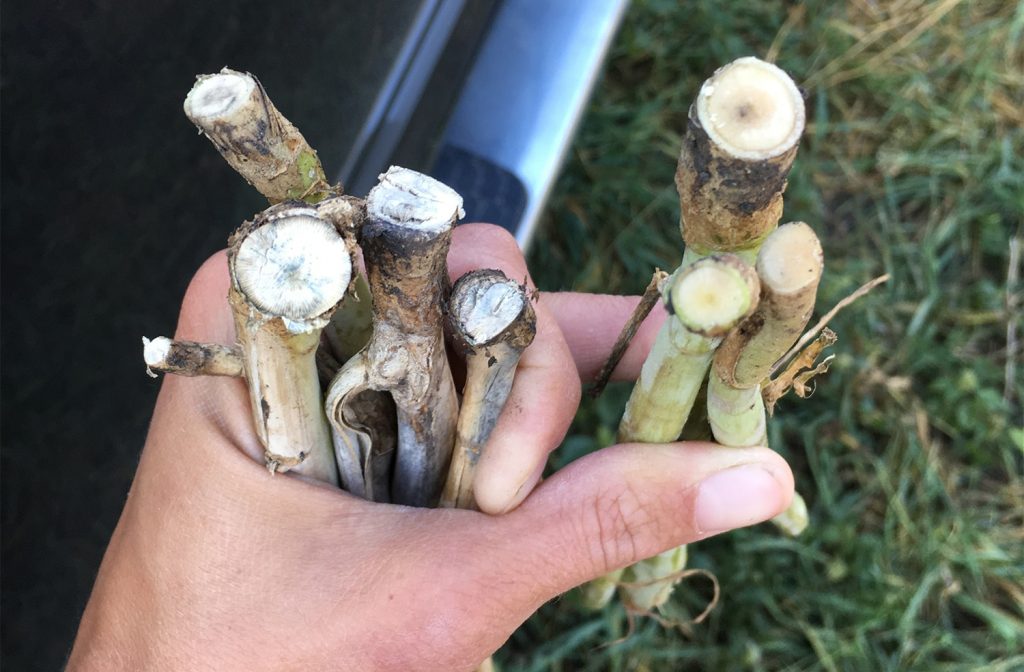 Comparison between blackleg- infected (left) and healthy (right) stems