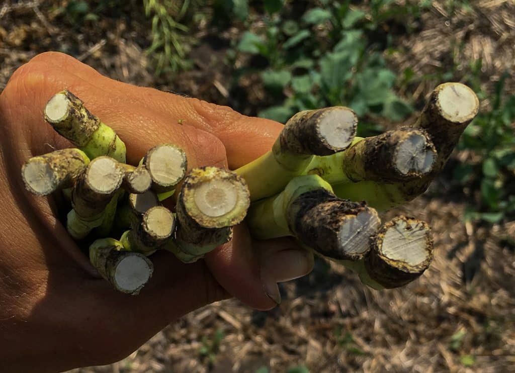 Blackleg stems comparison