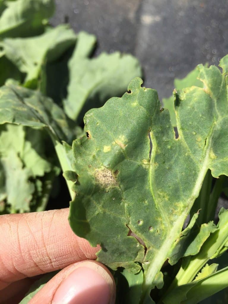 Pycnidia found on four-leaf staged canola