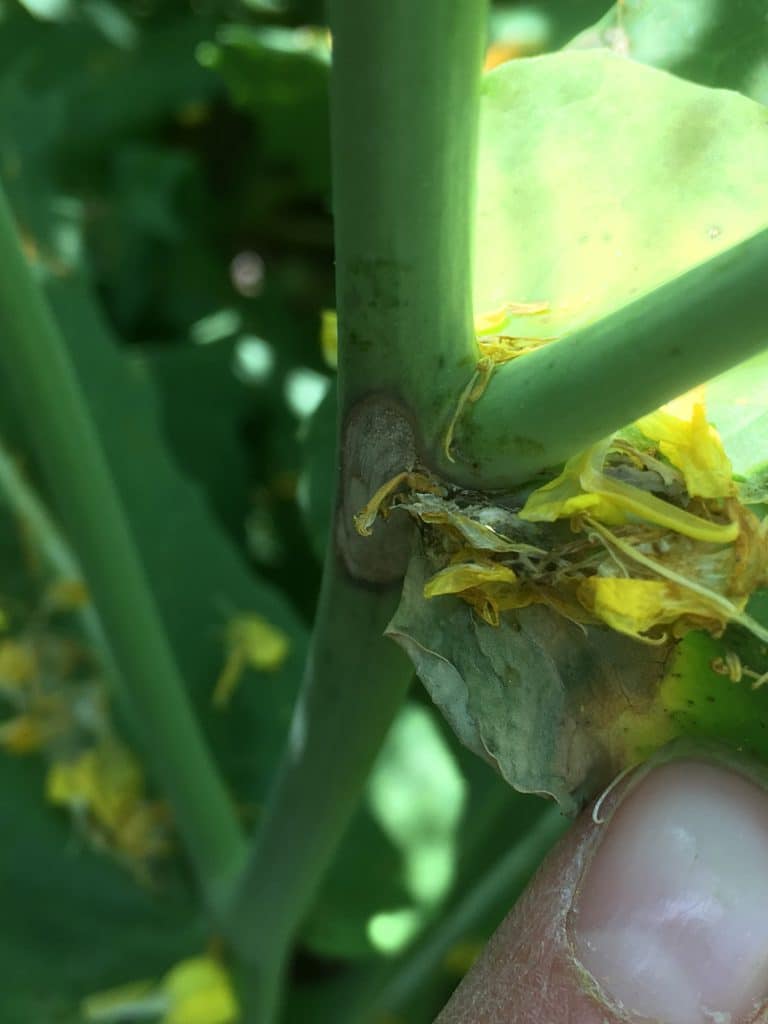 Sclerotinia stem rot lesion starts on canola stem