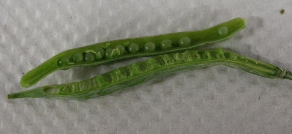 Aster yellows disease in canola causes seeds to germinate in pods.