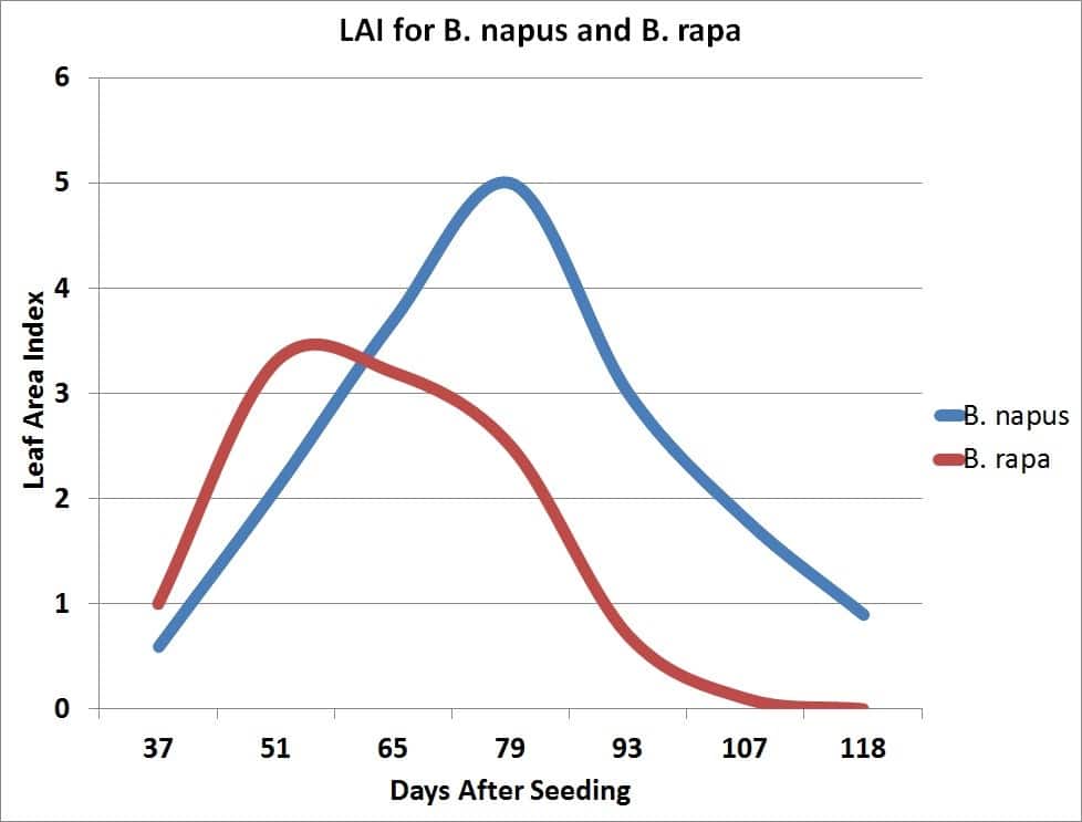 LAI for B. napus and B. rapa (graph)