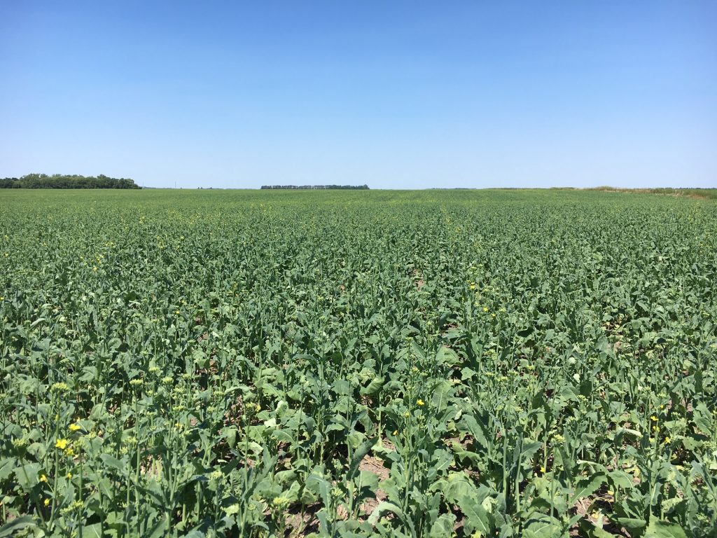 Canola field at the bolting to early flower stage
