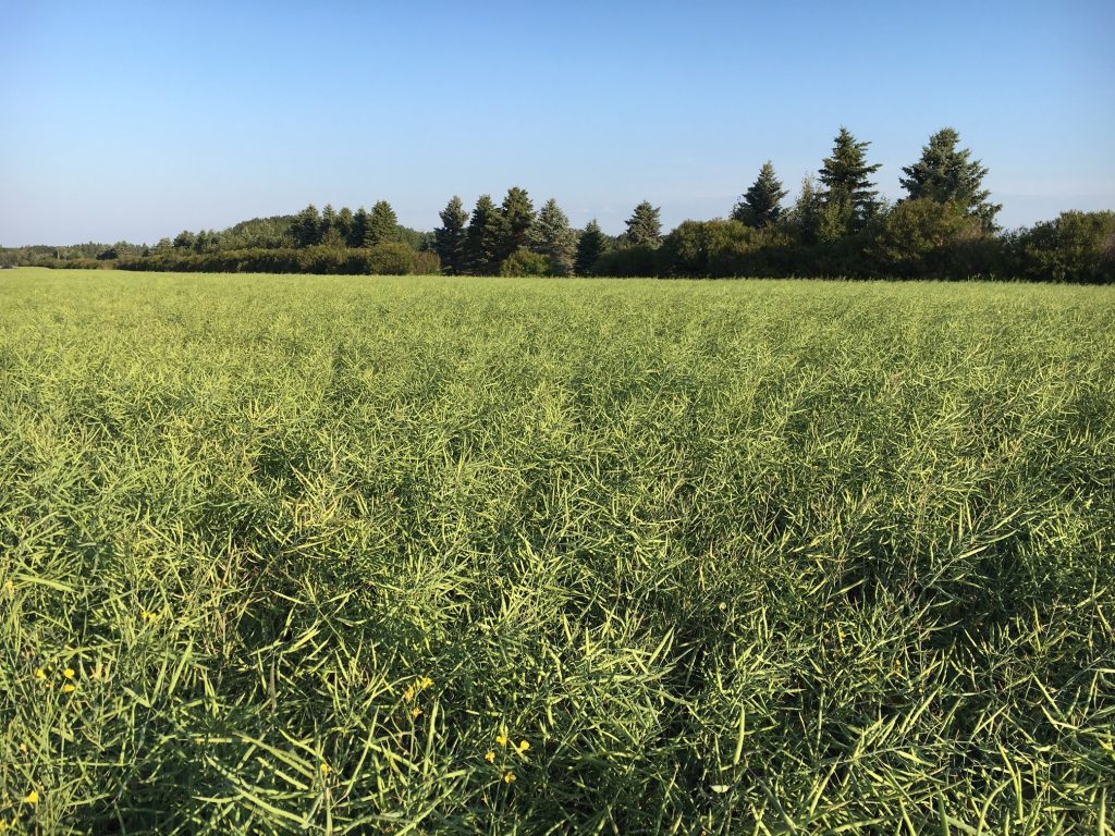 Canola field at the pod-filling stage
