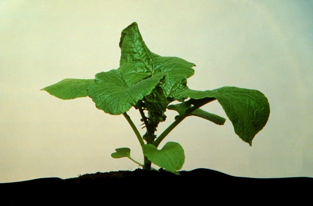 Canola plant at the five to six leaf stage
