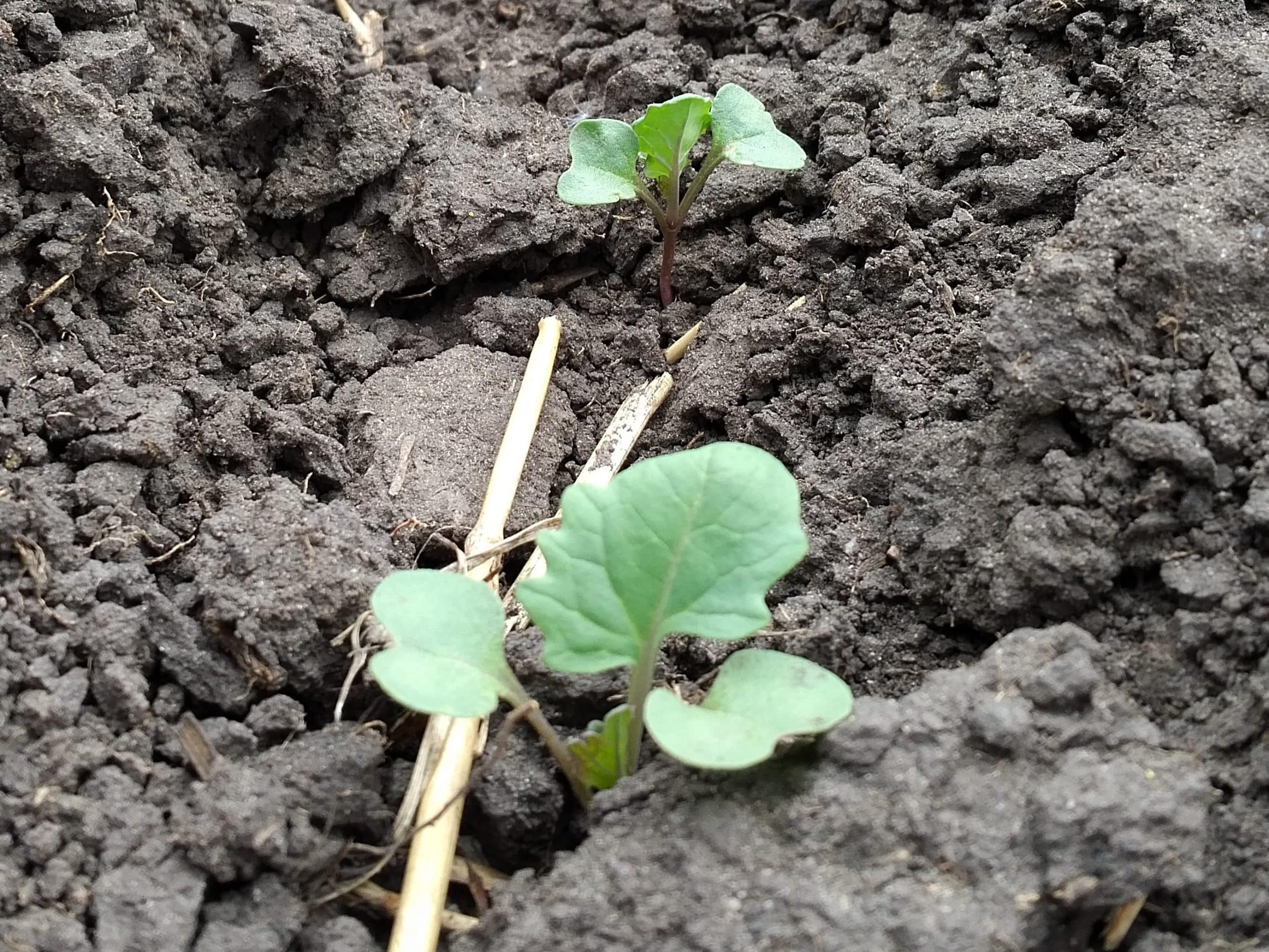 Canola plant with its first true leaf