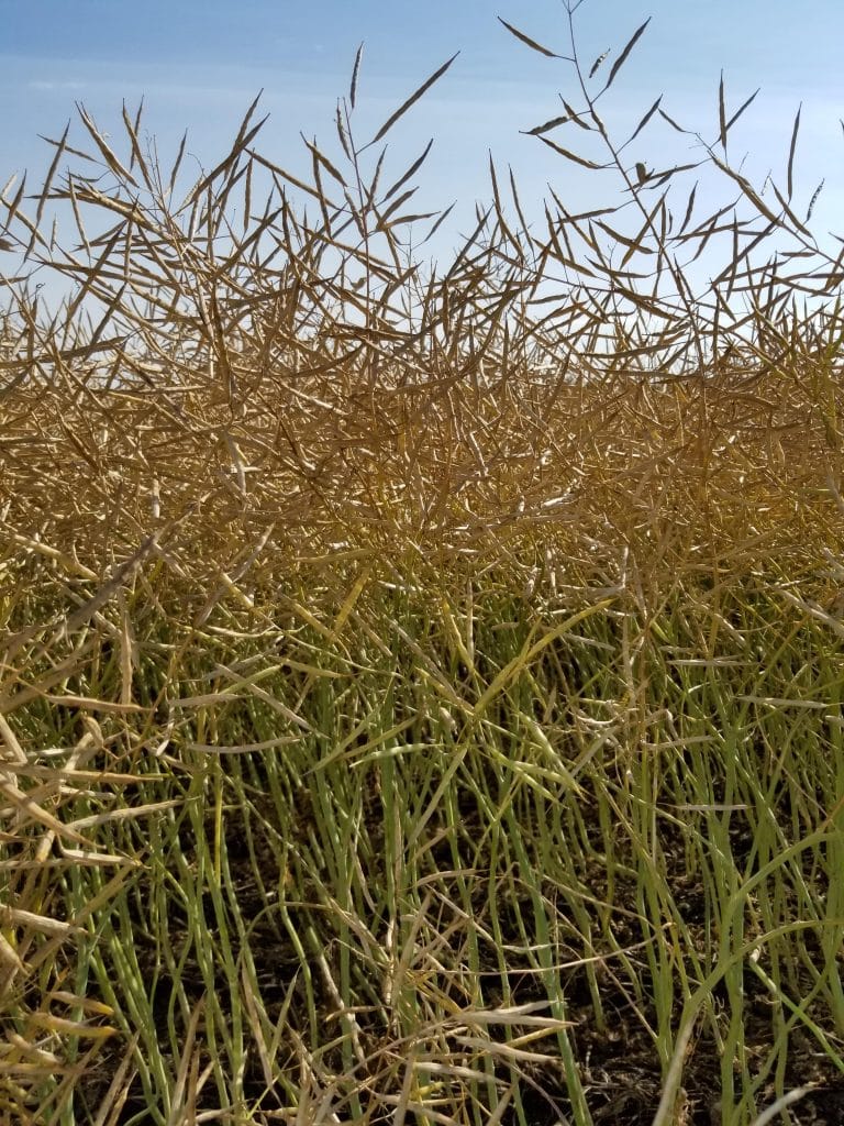 Canola pods ripening in the field