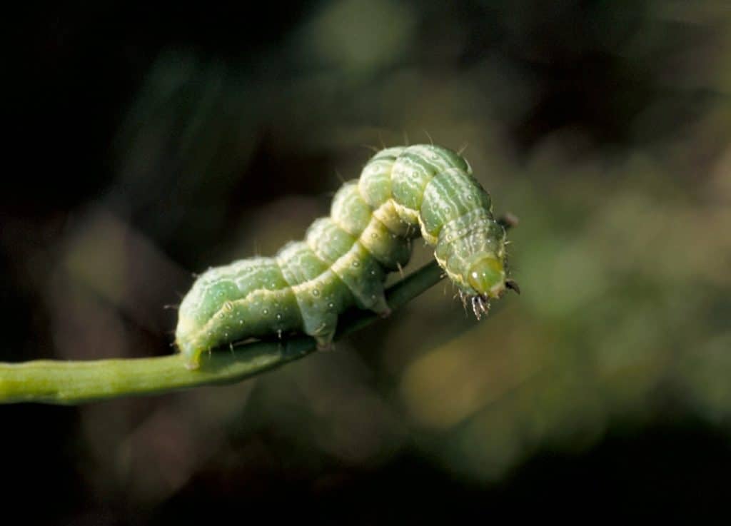 Alfalfa looper larva