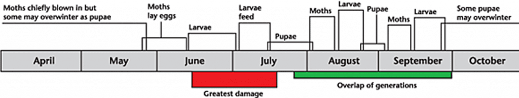 Alfalfa looper lifecycle