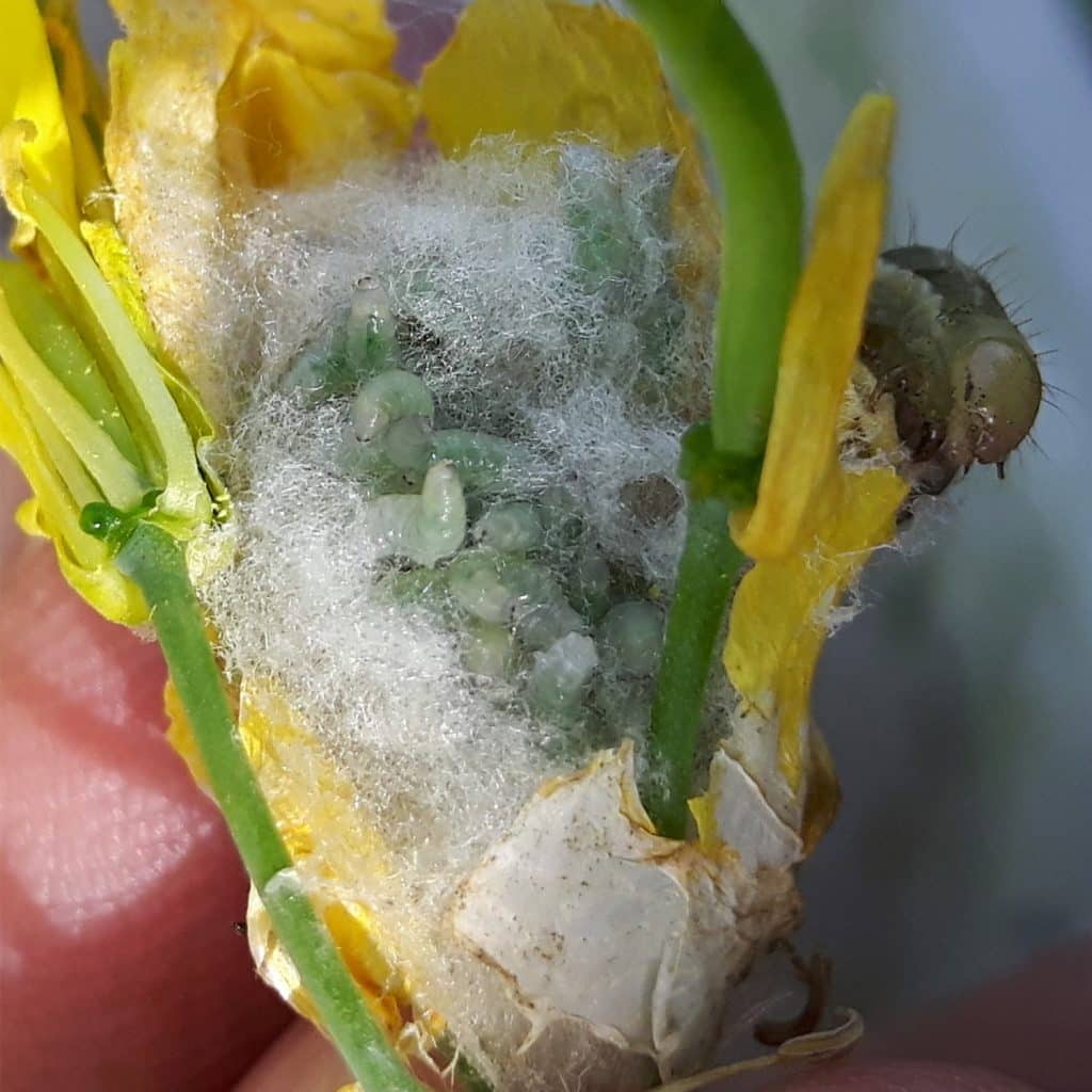 Parasitic wasps (of alfalfa looper) larvae


