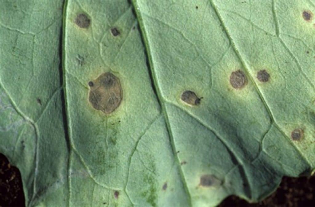 Alternaria black spot on a leaf