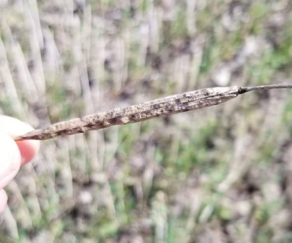 Alternaria-infected canola pods in late August
