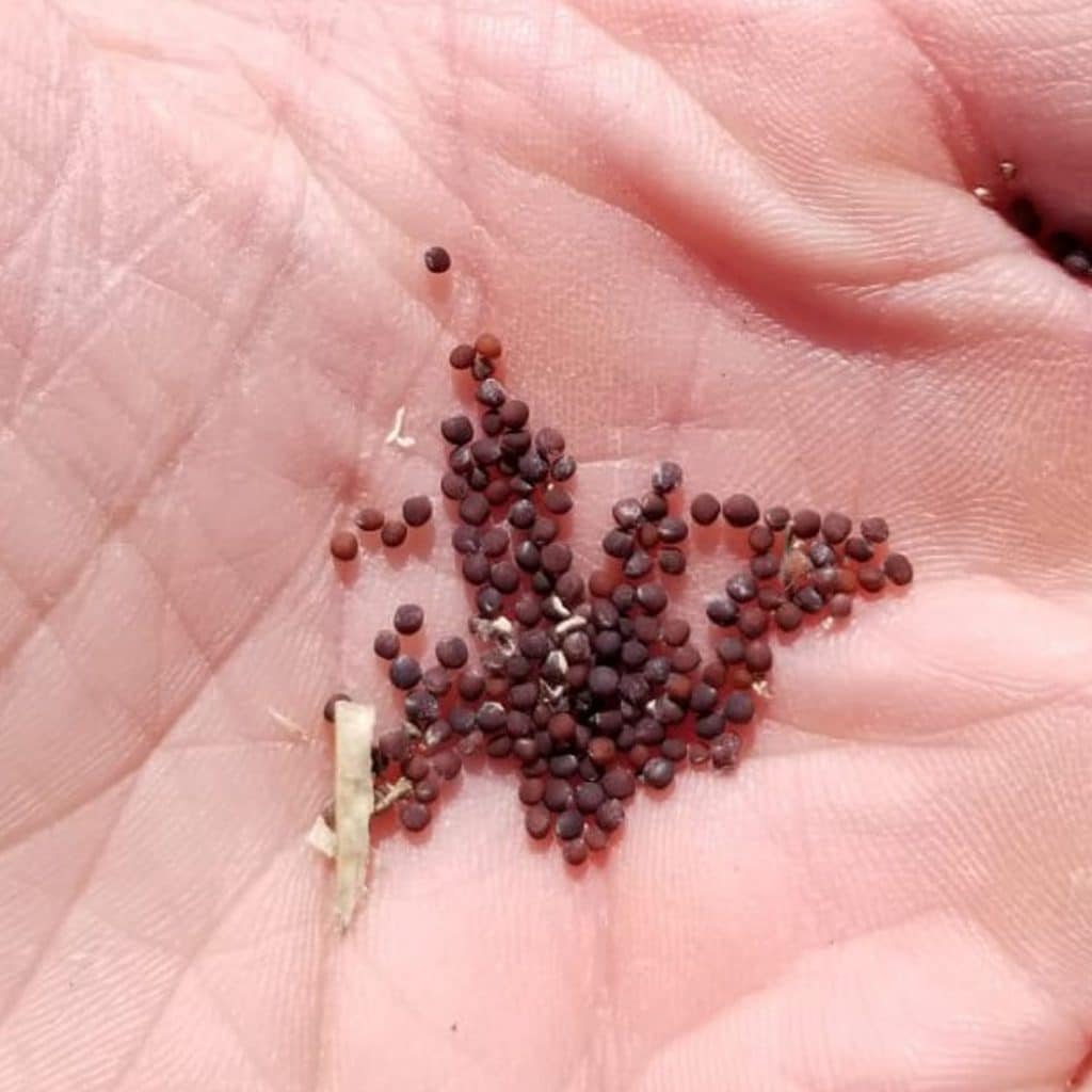 Seed from alternaria-infected canola pods in late August

