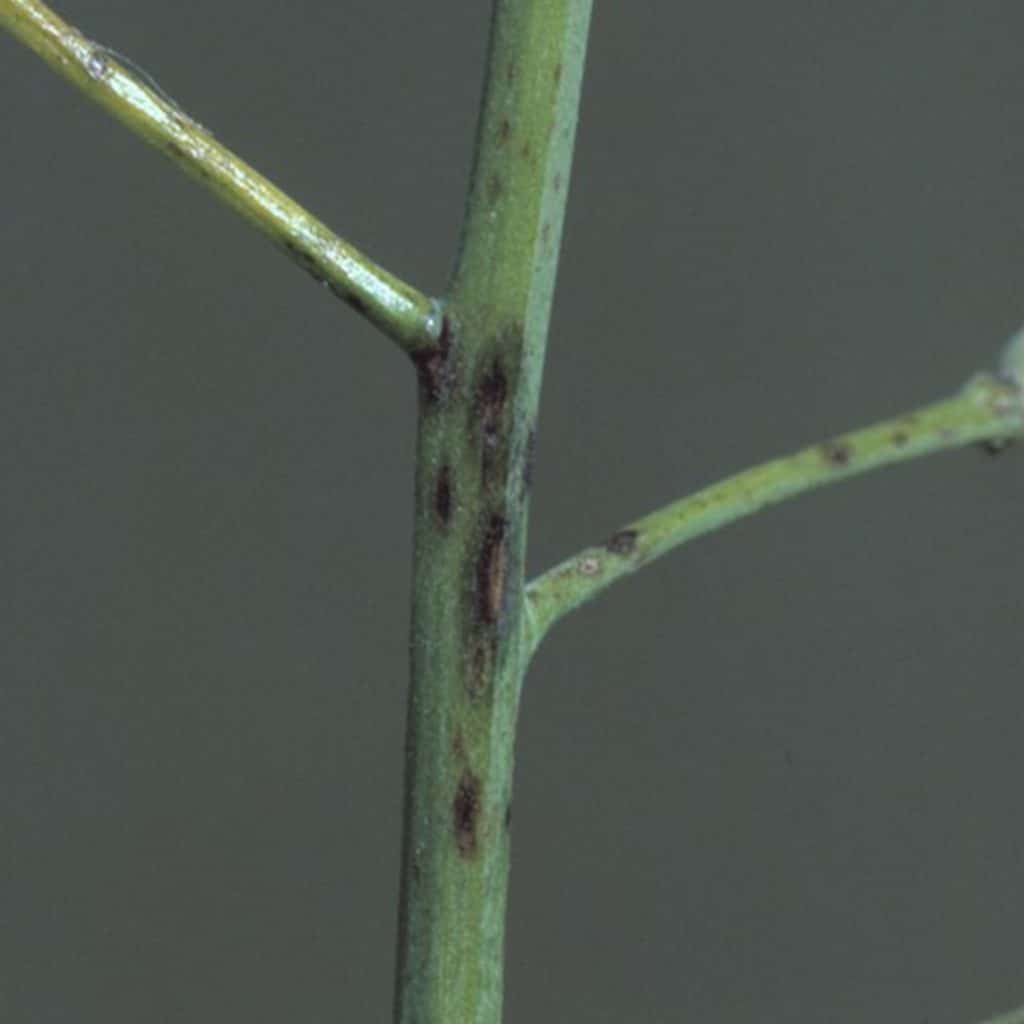 Alternaria black spot on a stem