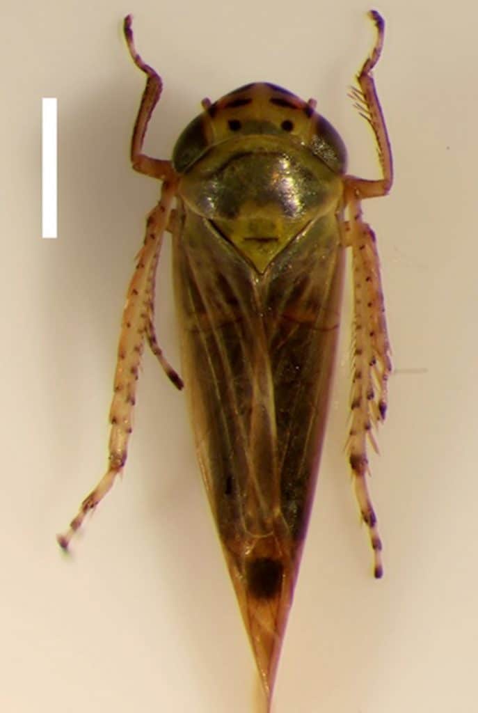 Adult aster leafhopper 

