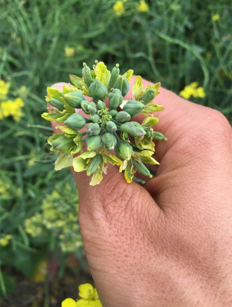 Aster yellows damage on canola plants