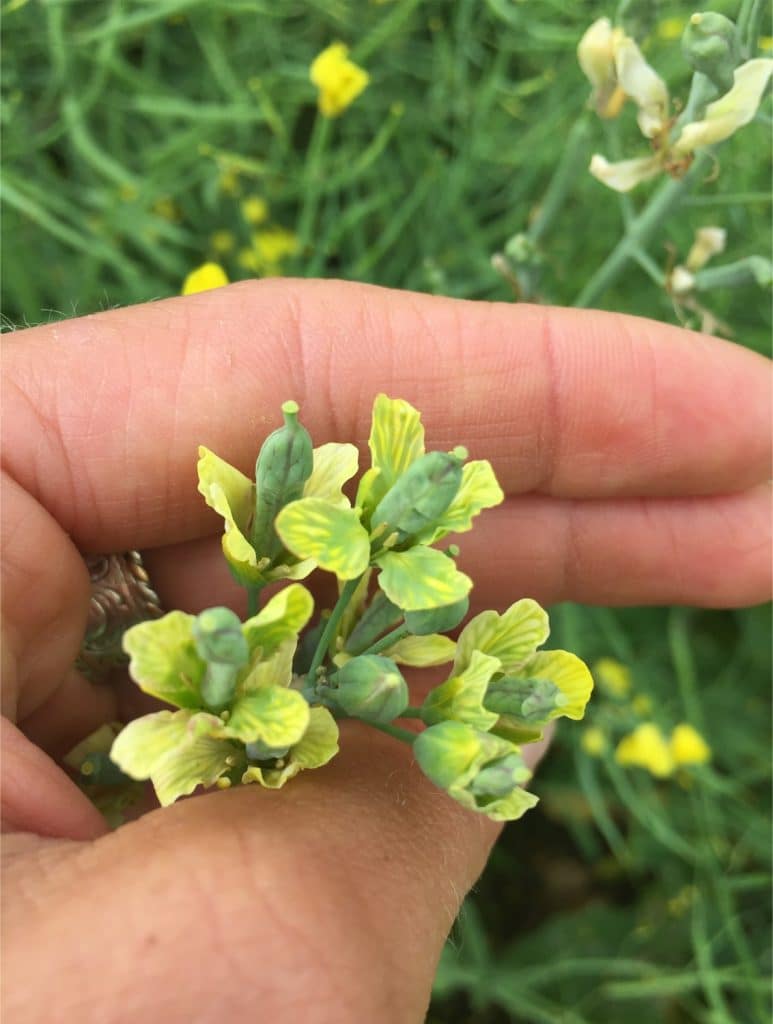 Aster yellows damage on canola plants