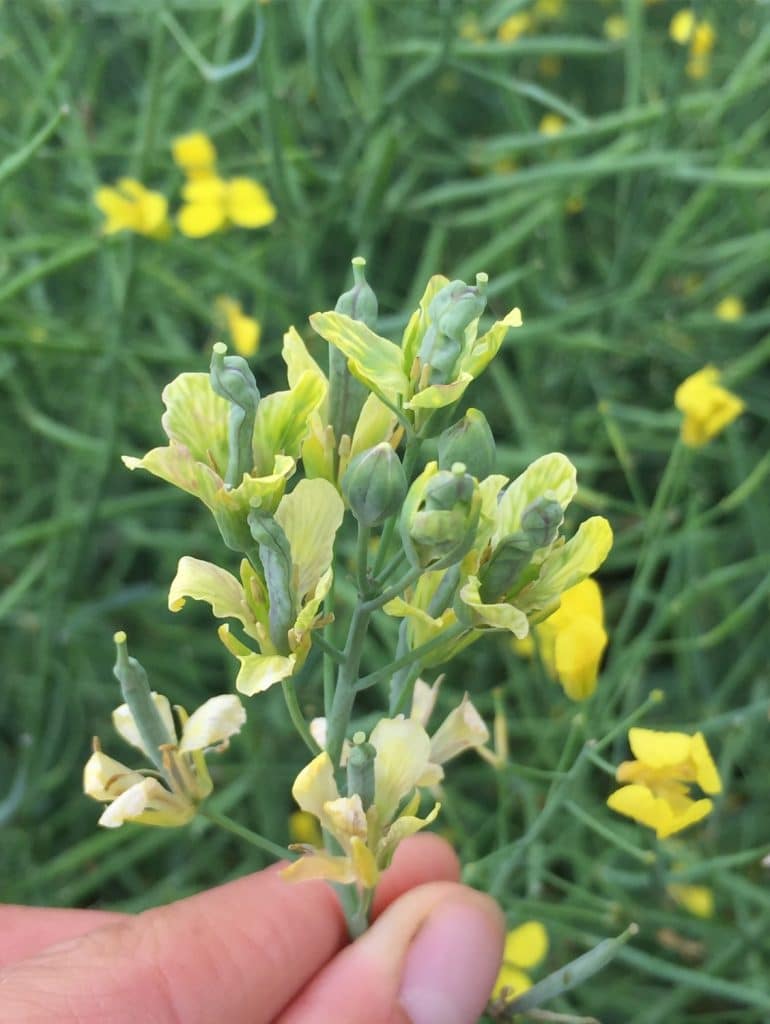 Aster yellows damage on canola plants

