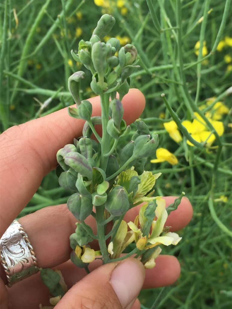 Aster yellows damage on canola plants