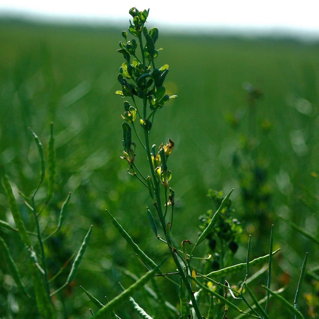 Aster yellows damage on canola plants