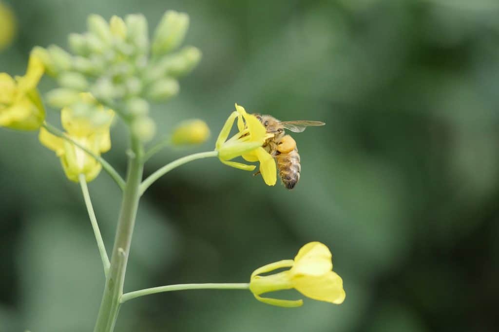 Image of bees and canola