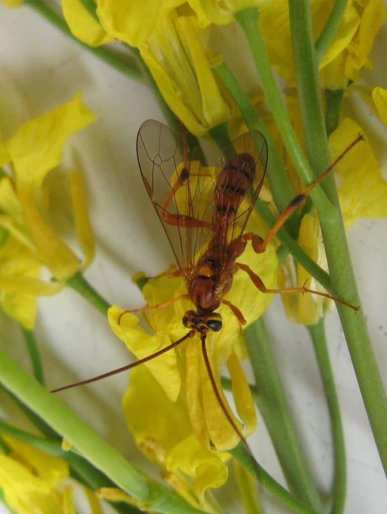 Parasitic wasp (beneficial insect)

