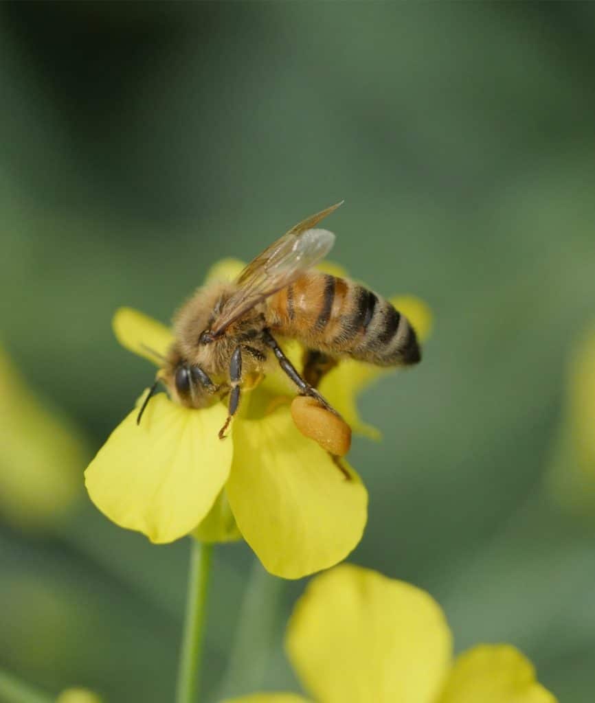Bee on Canola Plant

