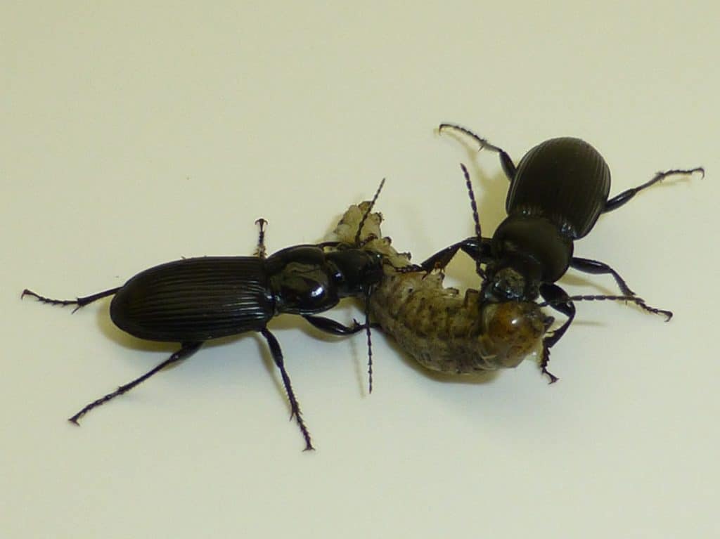 Carabid beetles (beneficial insects) feeding on a cutworm
