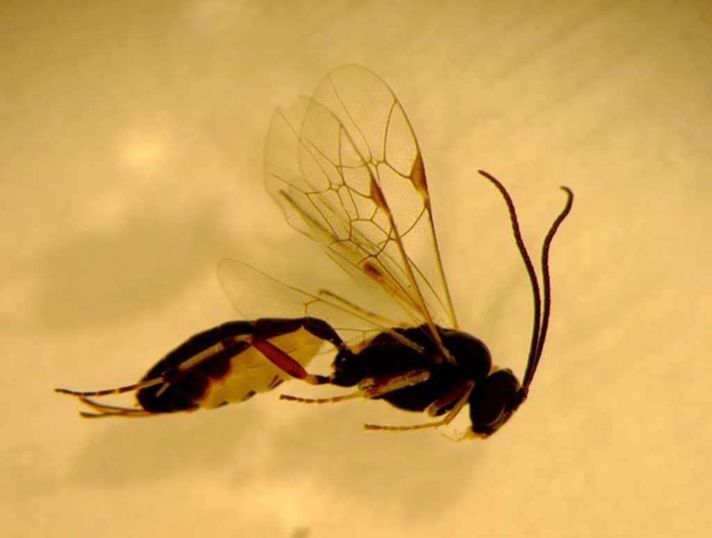 Parasitic wasp (beneficial insect)
