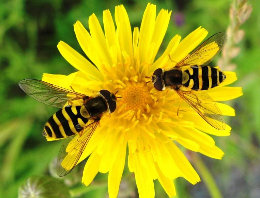 Hover flies (beneficial insect)
