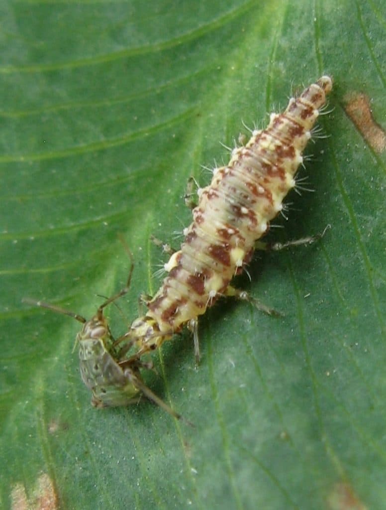 Lacewing larva (beneficial insect) eating a lygus bug 

